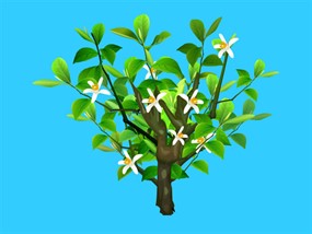 白玉兰鲜花flash植物